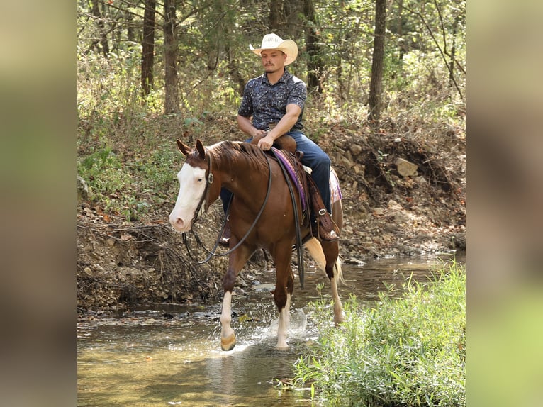 American Quarter Horse Stute 3 Jahre Rotfuchs in Buffalo