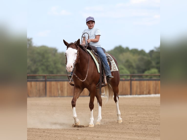 American Quarter Horse Stute 3 Jahre Rotfuchs in Buffalo