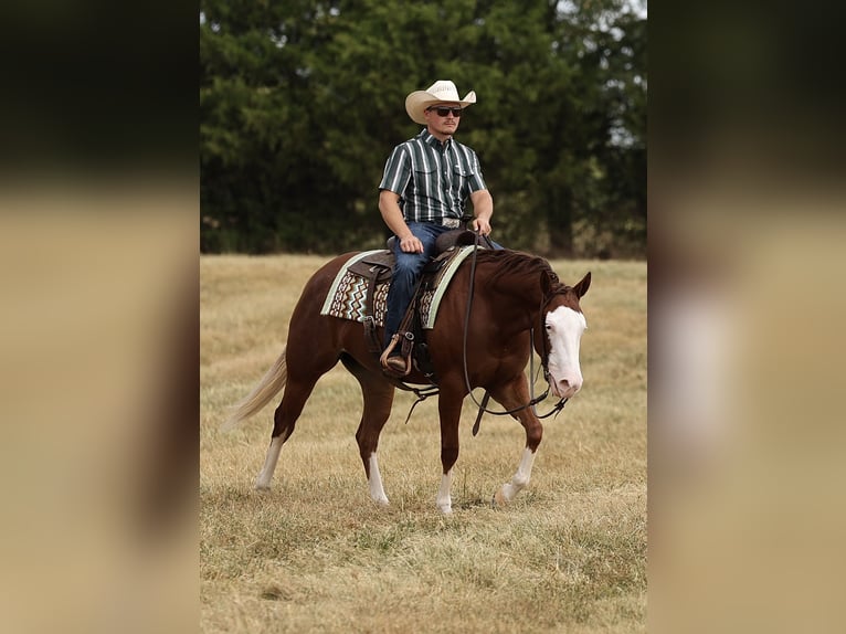 American Quarter Horse Stute 3 Jahre Rotfuchs in Buffalo