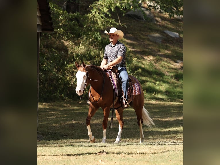 American Quarter Horse Stute 3 Jahre Rotfuchs in Buffalo