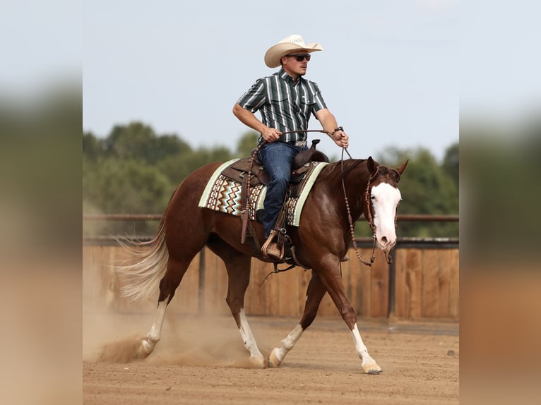 American Quarter Horse Stute 3 Jahre Rotfuchs in Buffalo