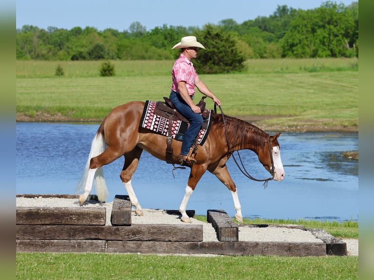 American Quarter Horse Stute 3 Jahre Rotfuchs in Buffalo