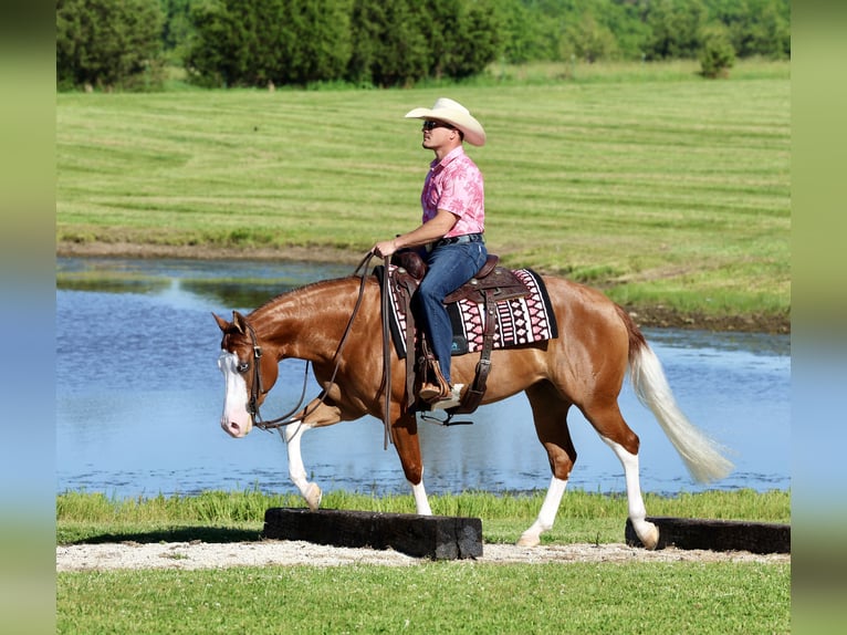 American Quarter Horse Stute 3 Jahre Rotfuchs in Buffalo