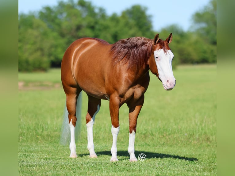 American Quarter Horse Stute 3 Jahre Rotfuchs in Buffalo