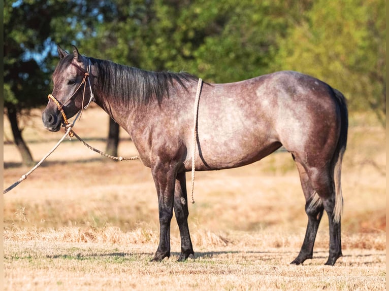 American Quarter Horse Stute 3 Jahre Schimmel in Stephenville
