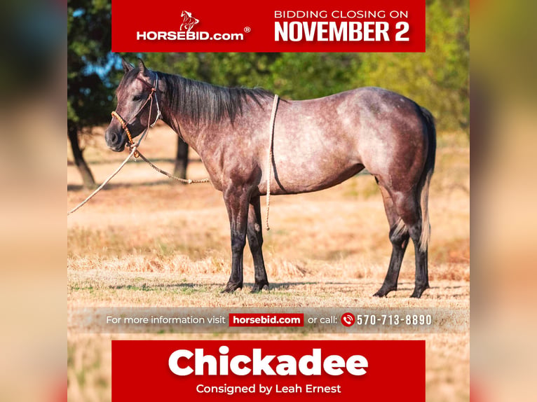 American Quarter Horse Stute 3 Jahre Schimmel in Stephenville