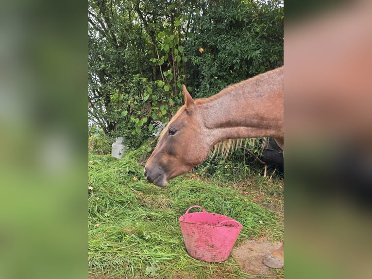 American Quarter Horse Stute 4 Jahre 135 cm Roan-Red in Oberthulba