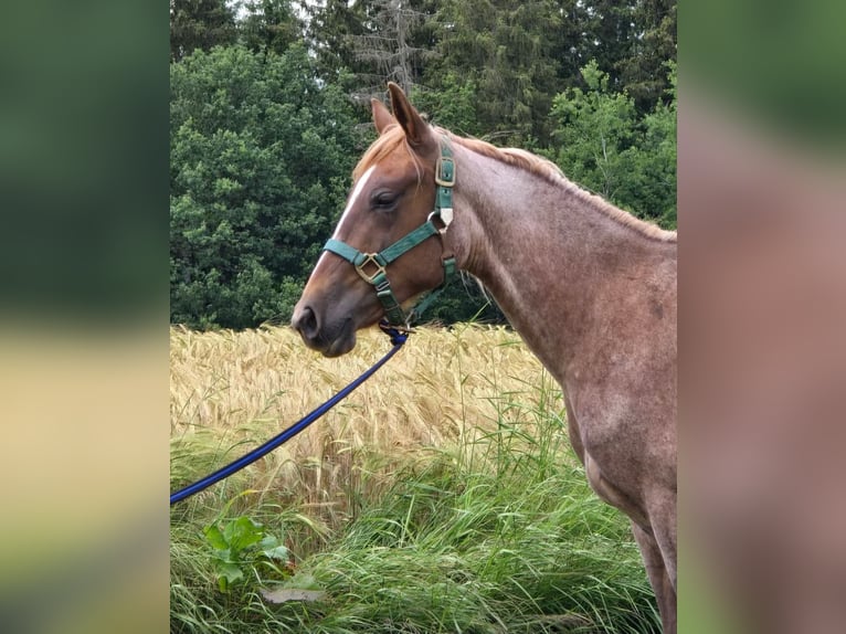 American Quarter Horse Stute 4 Jahre 135 cm Roan-Red in Oberthulba