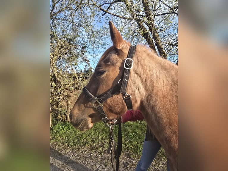 American Quarter Horse Stute 4 Jahre 135 cm Roan-Red in Oberthulba