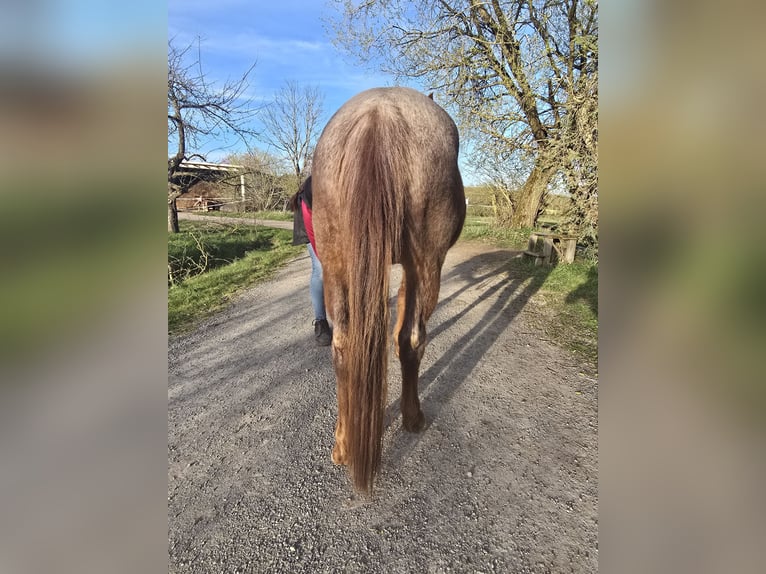 American Quarter Horse Stute 4 Jahre 135 cm Roan-Red in Oberthulba