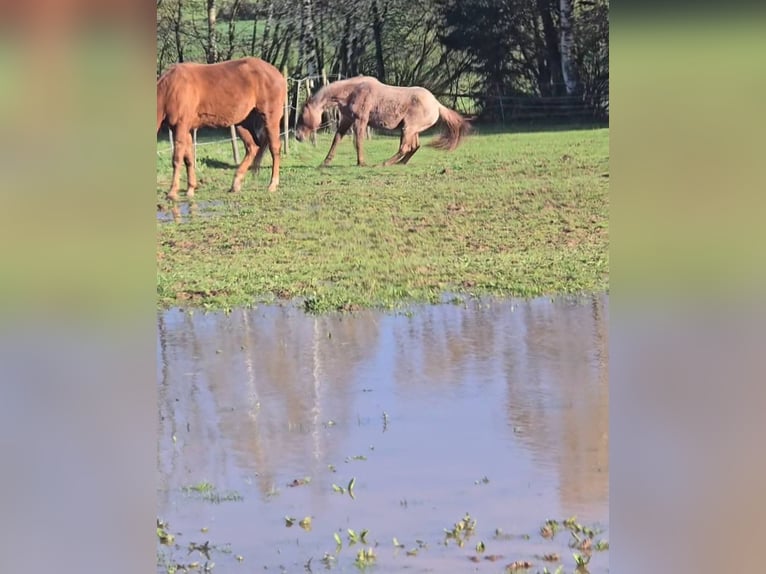 American Quarter Horse Stute 4 Jahre 135 cm Roan-Red in Oberthulba