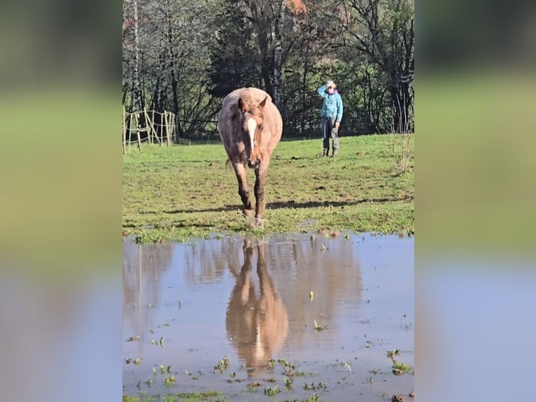 American Quarter Horse Stute 4 Jahre 135 cm Roan-Red in Oberthulba