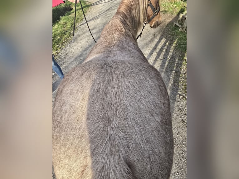 American Quarter Horse Stute 4 Jahre 135 cm Roan-Red in Oberthulba