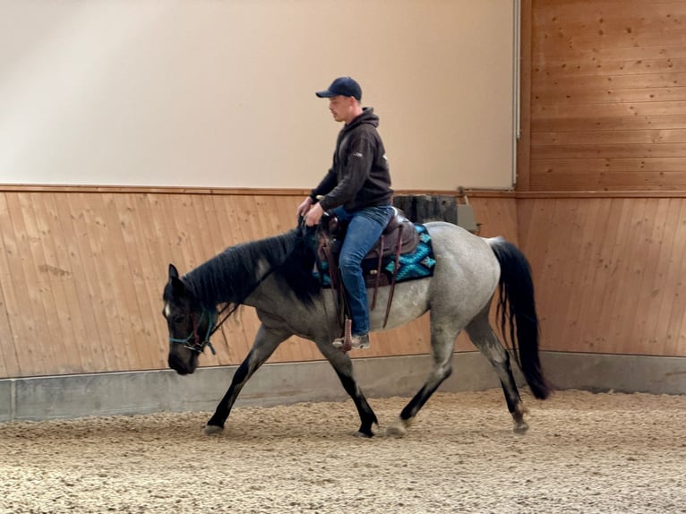American Quarter Horse Stute 4 Jahre 140 cm Roan-Blue in Ascha
