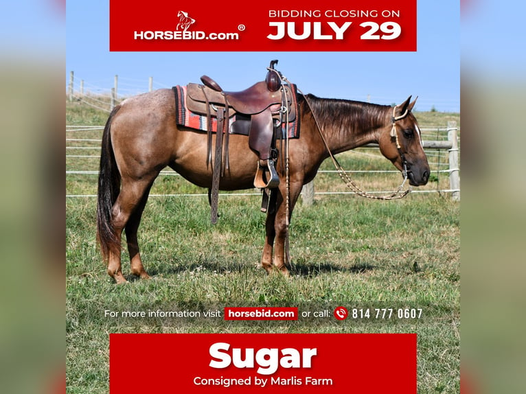 American Quarter Horse Stute 4 Jahre 140 cm Roan-Red in Rebersburg, PA