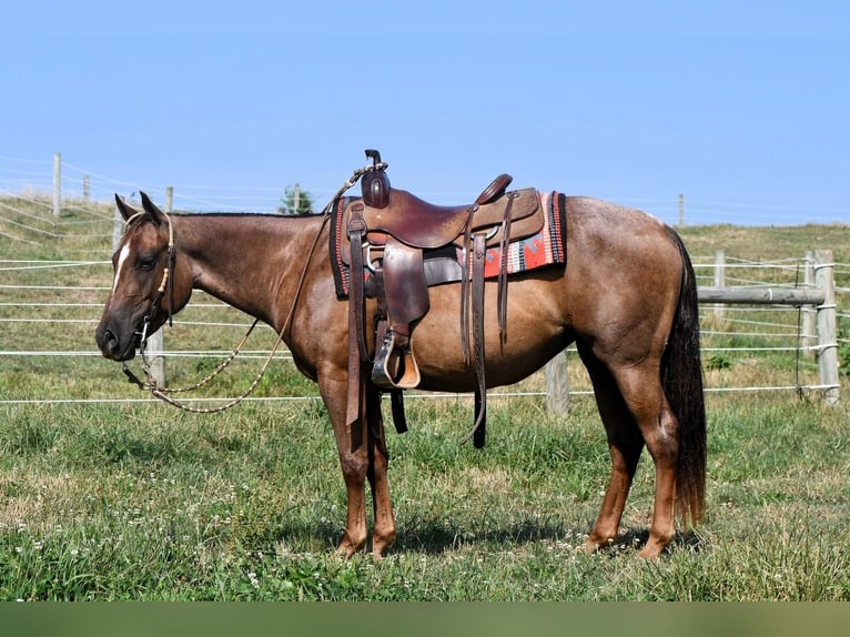 American Quarter Horse Stute 4 Jahre 140 cm Roan-Red in Rebersburg, PA