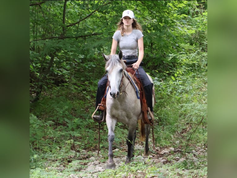 American Quarter Horse Mix Stute 4 Jahre 142 cm Apfelschimmel in Howell, MI American Quarter Horse Mix Stute 4 Jahre 142 cm Apfelschimmel in Howell, MI