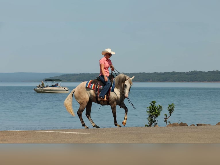 American Quarter Horse Stute 4 Jahre 142 cm Apfelschimmel in Quitman AR