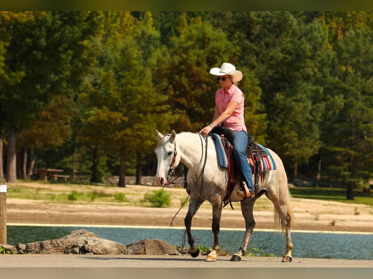 American Quarter Horse Stute 4 Jahre 142 cm Apfelschimmel in Quitman AR