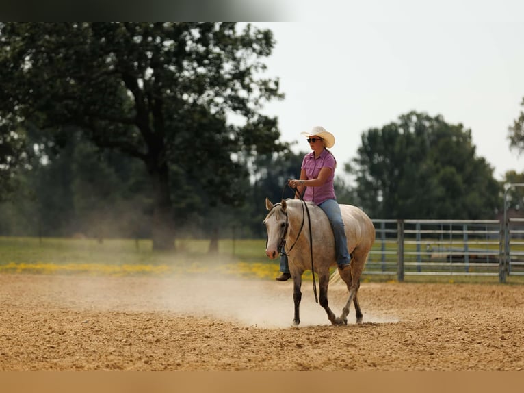 American Quarter Horse Stute 4 Jahre 142 cm Apfelschimmel in Quitman AR