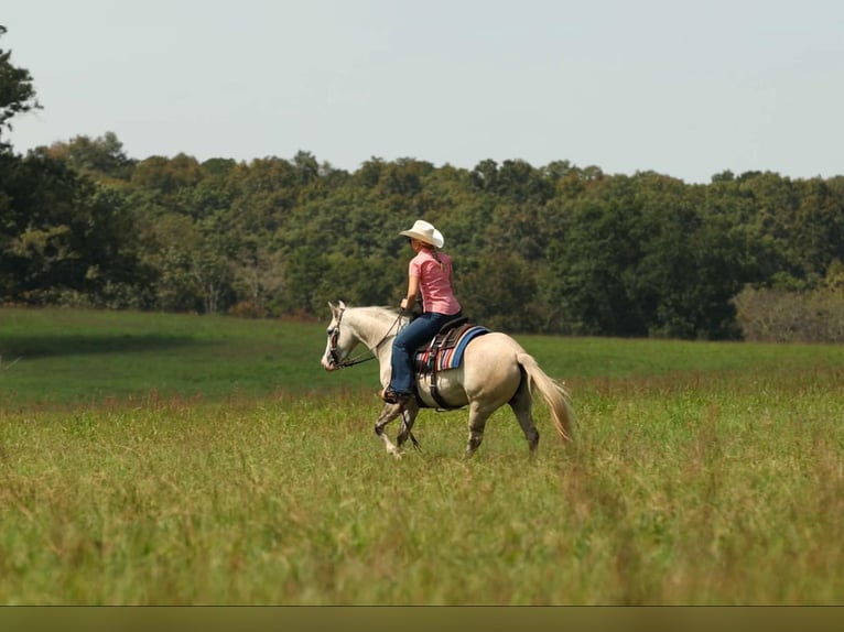 American Quarter Horse Stute 4 Jahre 142 cm Apfelschimmel in Quitman AR