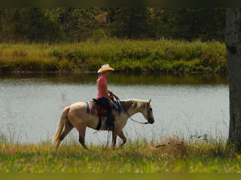 American Quarter Horse Stute 4 Jahre 142 cm Apfelschimmel in Quitman AR