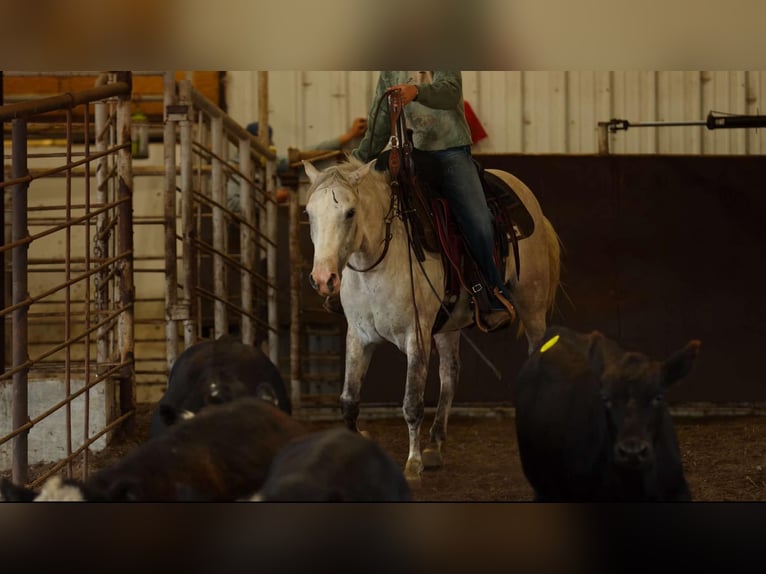 American Quarter Horse Stute 4 Jahre 142 cm Apfelschimmel in Quitman AR