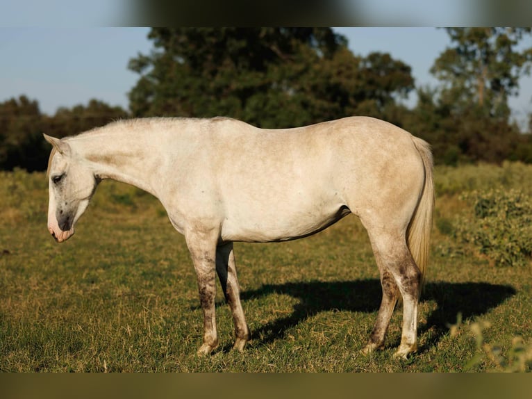 American Quarter Horse Stute 4 Jahre 142 cm Apfelschimmel in Quitman AR