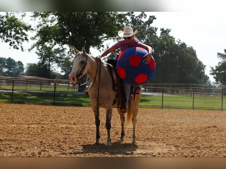 American Quarter Horse Stute 4 Jahre 142 cm Apfelschimmel in Quitman AR