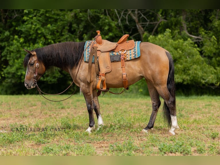 American Quarter Horse Stute 4 Jahre 142 cm Falbe in Palmyra, MO