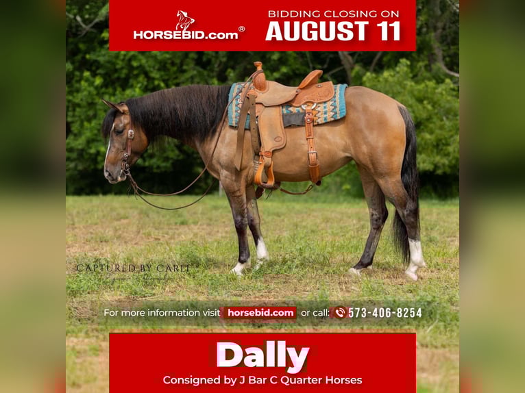 American Quarter Horse Stute 4 Jahre 142 cm Falbe in Palmyra, MO