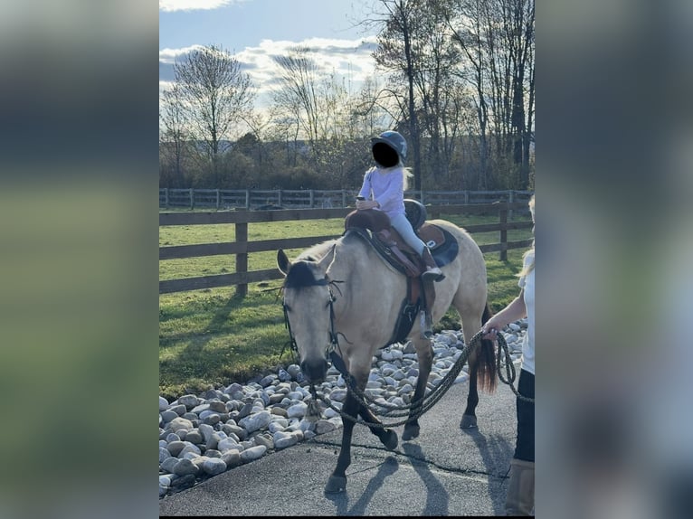 American Quarter Horse Stute 4 Jahre 142 cm Falbe in Mayport