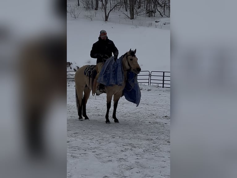 American Quarter Horse Stute 4 Jahre 142 cm Falbe in Mayport