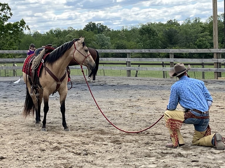 American Quarter Horse Stute 4 Jahre 142 cm Falbe in Mayport