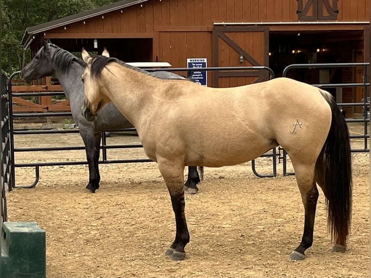 American Quarter Horse Stute 4 Jahre 142 cm Falbe in Mayport