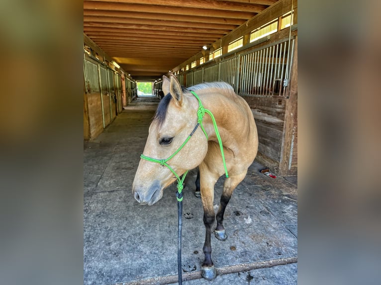 American Quarter Horse Stute 4 Jahre 142 cm Falbe in Mayport