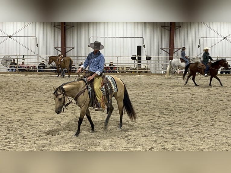 American Quarter Horse Stute 4 Jahre 142 cm Falbe in Mayport