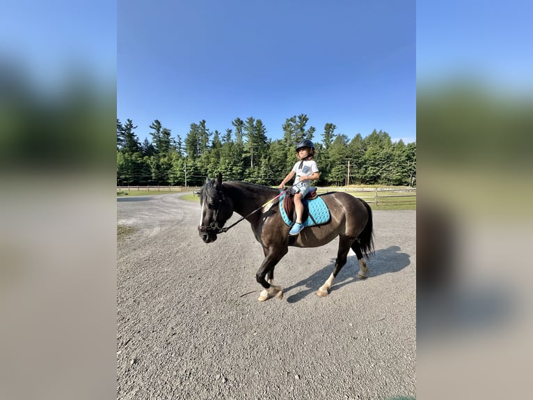 American Quarter Horse Stute 4 Jahre 142 cm Grullo in Bear Creek