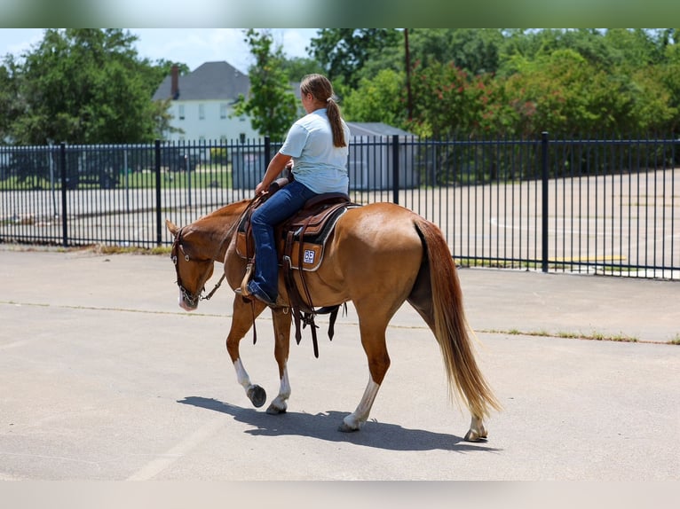 American Quarter Horse Stute 4 Jahre 142 cm Rotfuchs in Terrell
