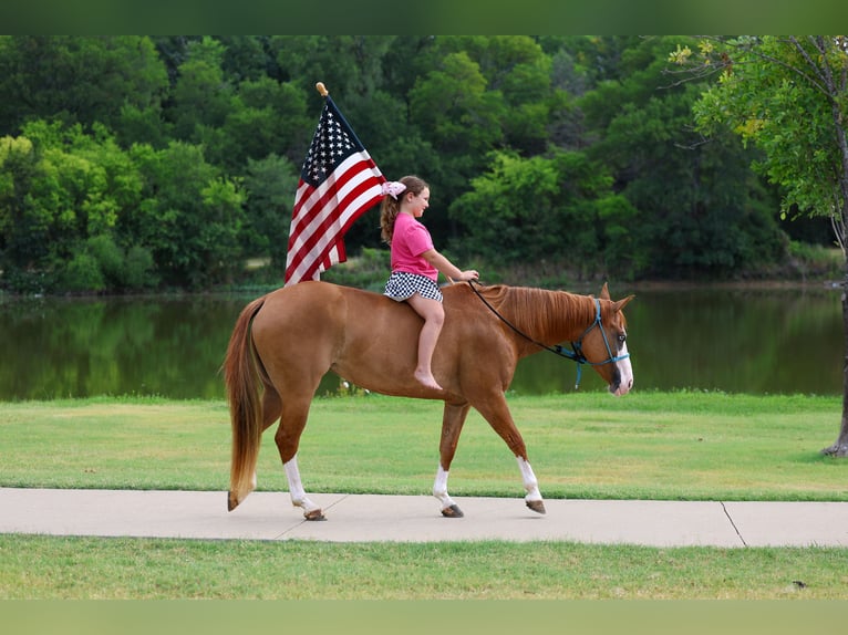 American Quarter Horse Stute 4 Jahre 142 cm Rotfuchs in Terrell
