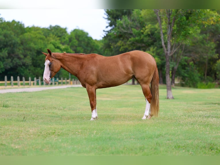 American Quarter Horse Stute 4 Jahre 142 cm Rotfuchs in Terrell