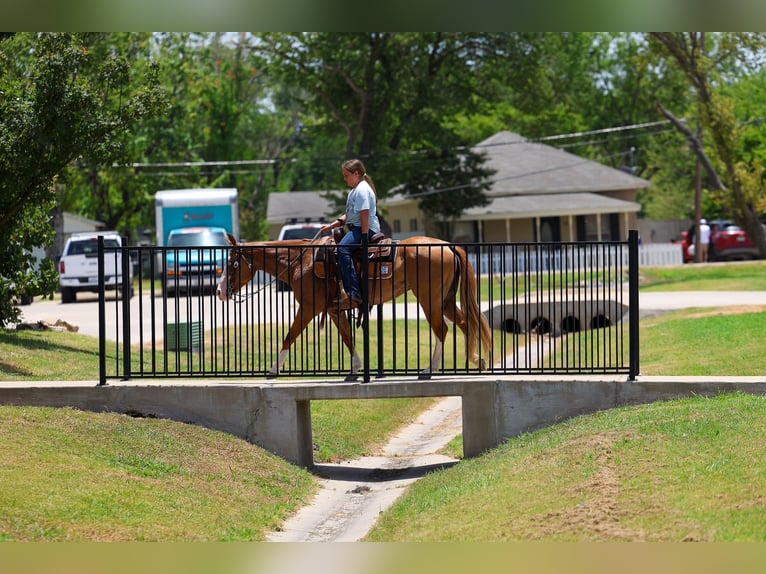 American Quarter Horse Stute 4 Jahre 142 cm Rotfuchs in Terrell