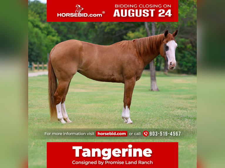 American Quarter Horse Stute 4 Jahre 142 cm Rotfuchs in Terrell