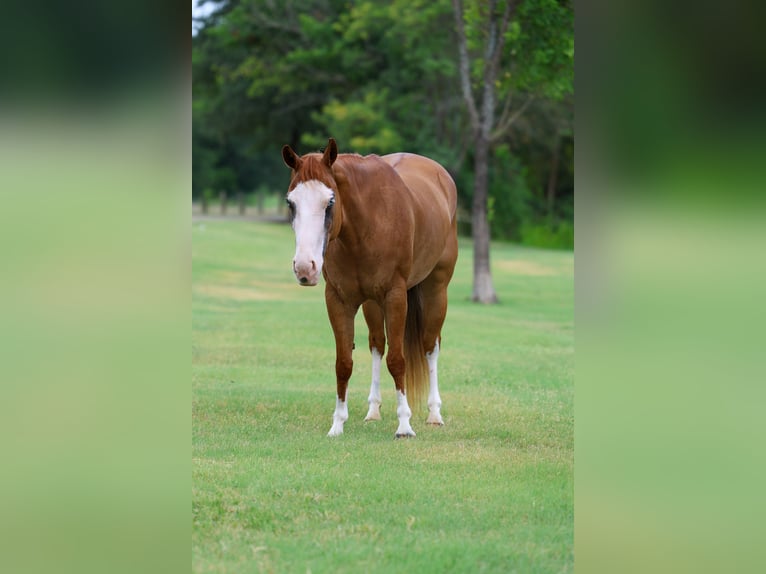 American Quarter Horse Stute 4 Jahre 142 cm Rotfuchs in Terrell