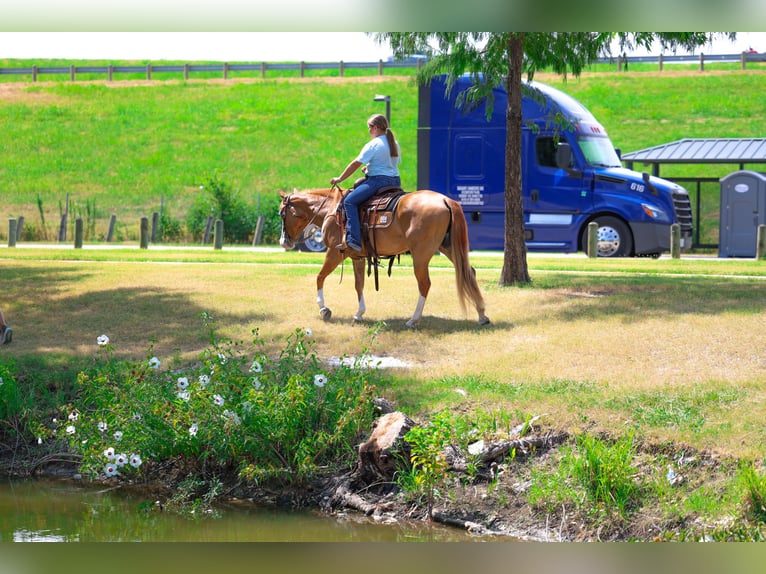 American Quarter Horse Stute 4 Jahre 142 cm Rotfuchs in Terrell
