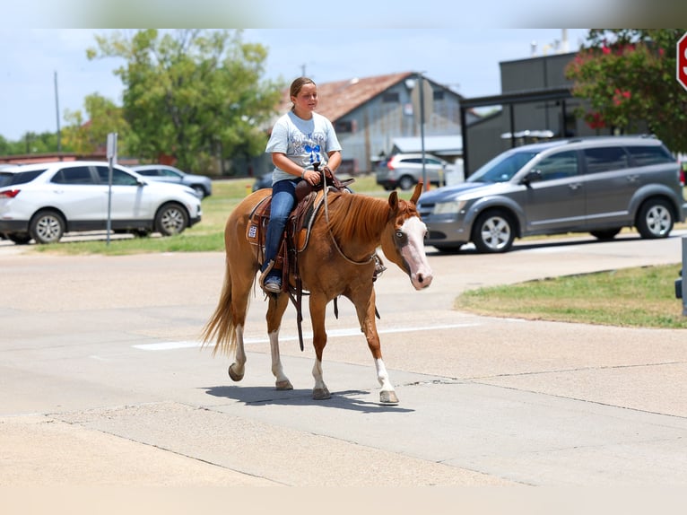 American Quarter Horse Stute 4 Jahre 142 cm Rotfuchs in Terrell