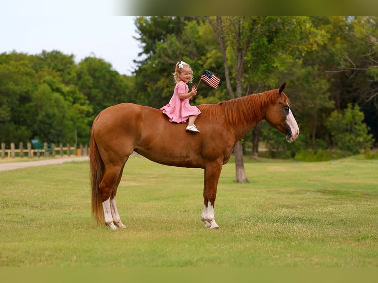 American Quarter Horse Stute 4 Jahre 142 cm Rotfuchs in Terrell