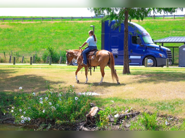 American Quarter Horse Stute 4 Jahre 142 cm Rotfuchs in Terrell