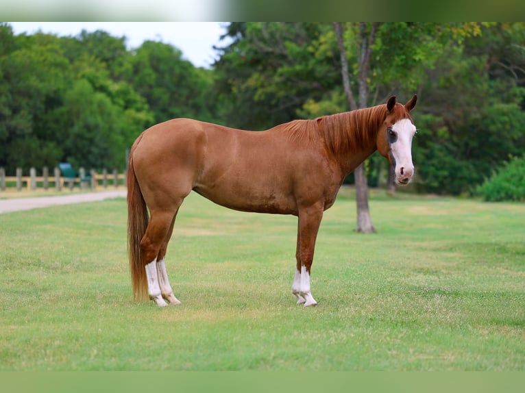 American Quarter Horse Stute 4 Jahre 142 cm Rotfuchs in Terrell