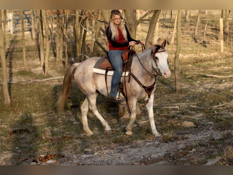 American Quarter Horse Stute 4 Jahre 142 cm Sabino in Beach City